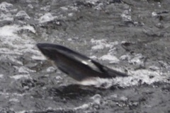 Salmo salar