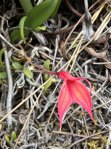 Image of Masdevallia Amabilis (Masdevallia amabilis) by no rights reserved