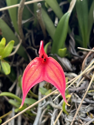 Image of Masdevallia Amabilis (Masdevallia amabilis) by no rights reserved