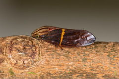 Sphodroscarta gigas