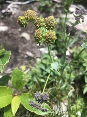 Bupleurum americanum