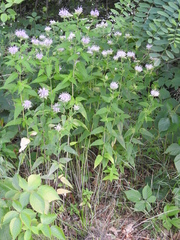 Monarda fistulosa