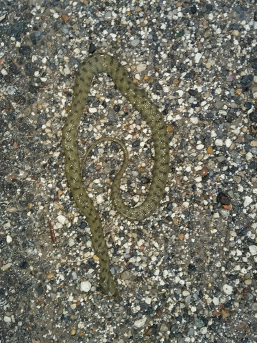 Natrix tessellata