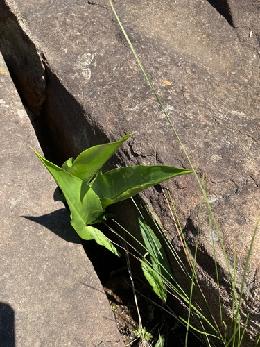 Image of Zantedeschia albomaculata by (c) Sunčana Bradley, some rights reserved (CC BY)