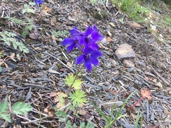 Delphinium menziesii
