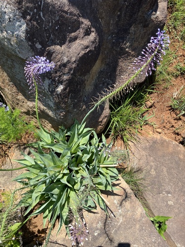 Image of Blue Squill (Merwilla plumbea) by (c) Sunčana Bradley, some rights reserved (CC BY)