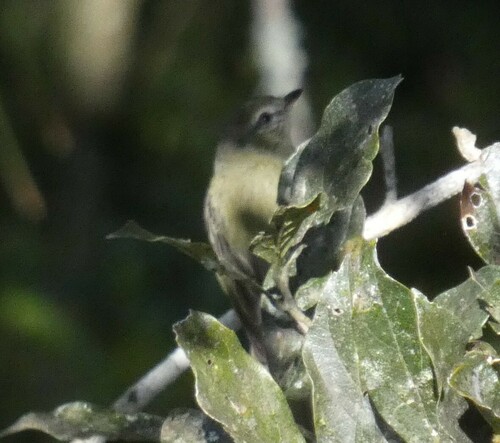 Rough-legged Tyrannulet (Acrochordopus burmeisteri), photo 3