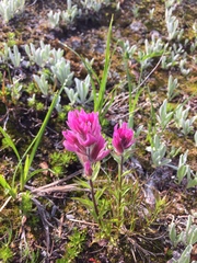 Castilleja parviflora olympica