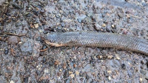 Blood Snake, Stenorrhina freminvillei