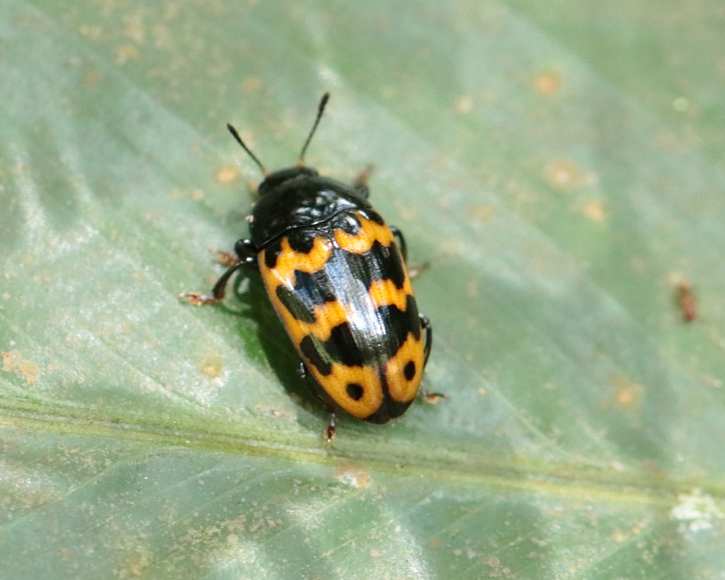 Mycotretus hilaris