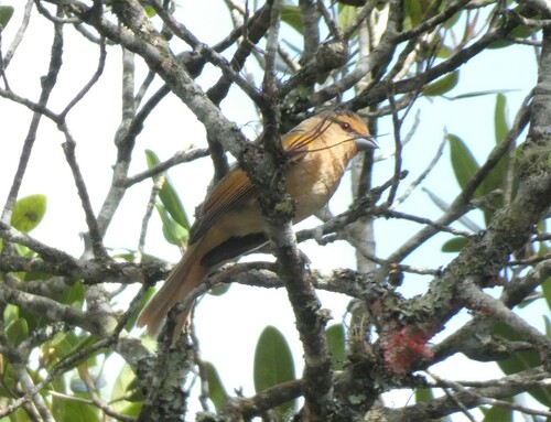 Brown Tanager (Orchesticus abeillei), photo 7