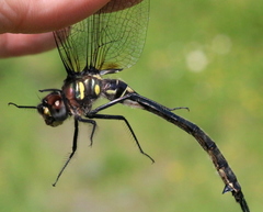Somatochlora elongata