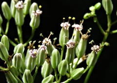 Arnoglossum diversifolium