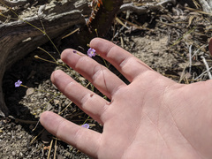 Saltugilia splendens