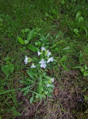 Arabidopsis arenosa arenosa