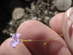 Saltugilia splendens