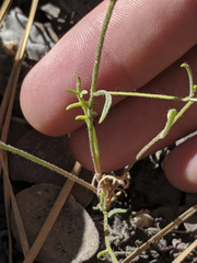 Saltugilia splendens