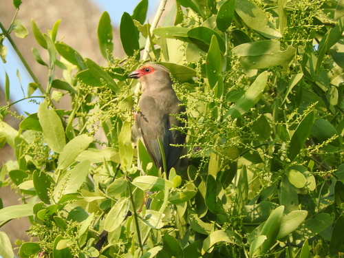 Urocolius indicus