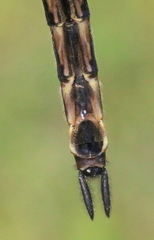 Somatochlora elongata
