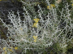 Tetradymia nuttallii
