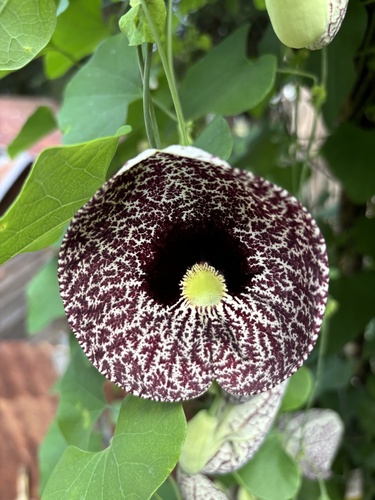 Image of Aristolochia littoralis by (c) stephaniestvz, some rights reserved (CC BY)