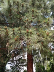 Pinus patula
