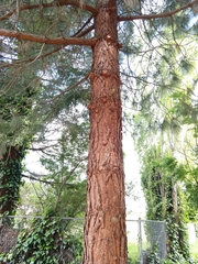 Pinus patula