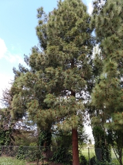 Pinus patula