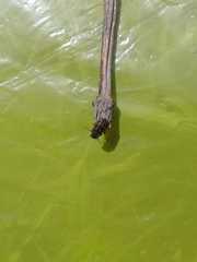 Astylus bourgeoisi
