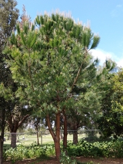 Pinus patula