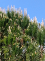Pinus patula
