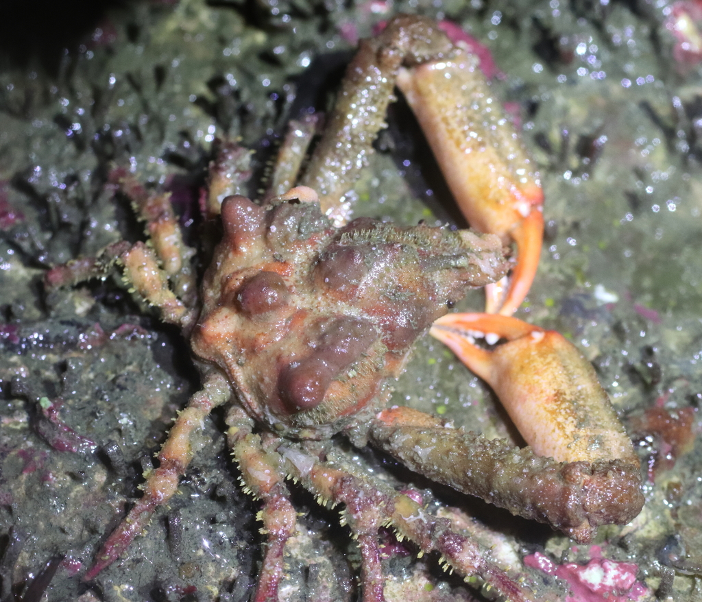 sharpnose crab