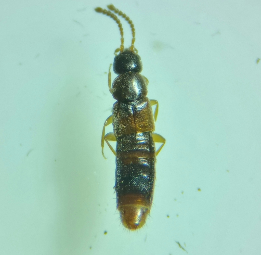 Amischa decipiens