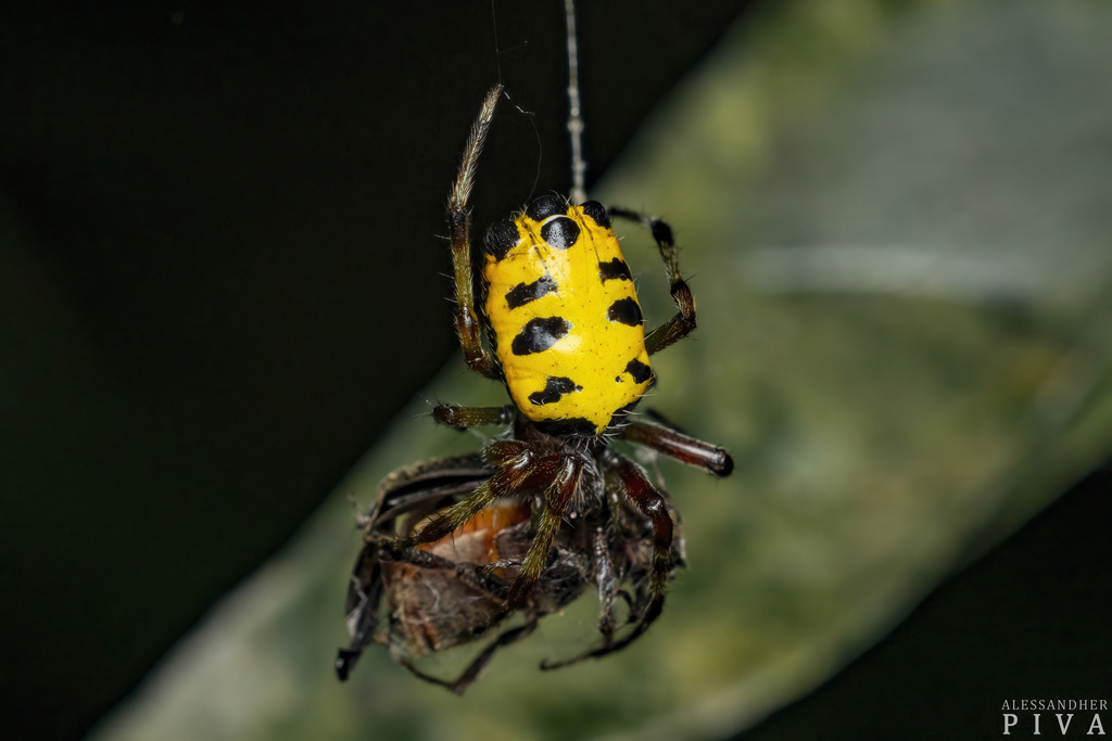 orb weavers