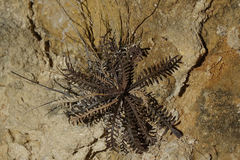 Lepidium sisymbrioides