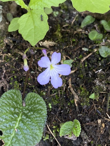 Streptocarpus silvaticus, photograph 2