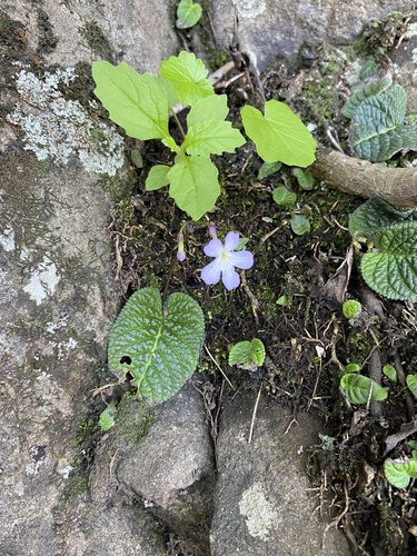 Streptocarpus silvaticus, photograph 3