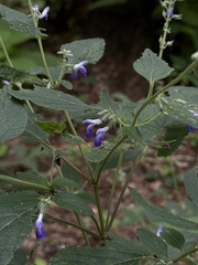 Salvia urolepis, photograph (c) Andrea Villarreal Rodríguez, some rights reserved (CC BY)