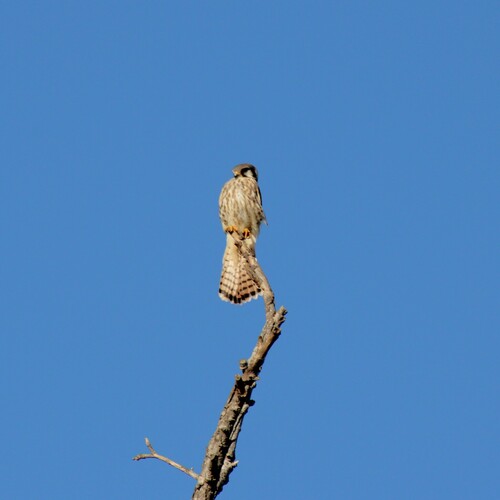 iNaturalist observation photo of American Kestrel