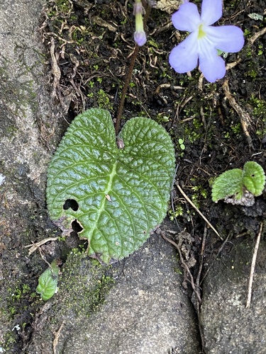 Streptocarpus silvaticus, photograph 4