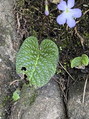 Streptocarpus silvaticus, photograph (c) Sunčana Bradley, some rights reserved (CC BY)