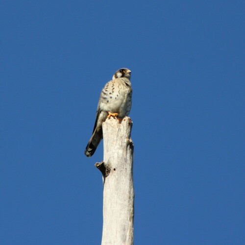 iNaturalist observation photo of American Kestrel