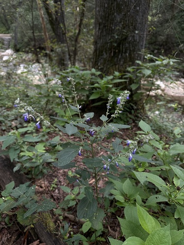 Salvia urolepis, photograph 4