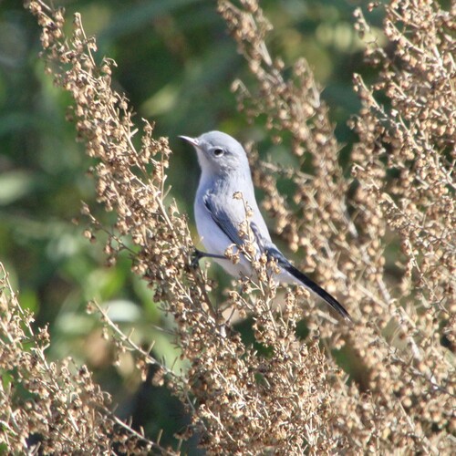iNaturalist observation photo of Blue-gray Gnatcatcher