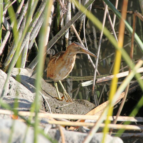 iNaturalist observation photo of Least Bittern