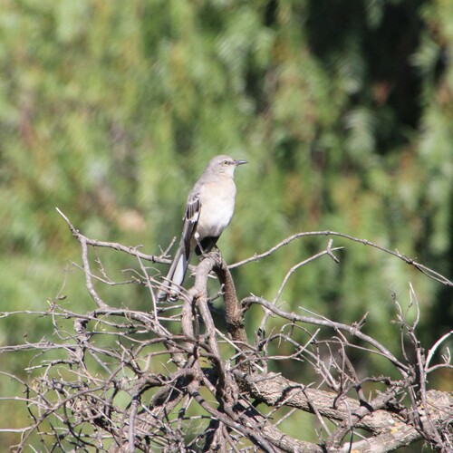 iNaturalist observation photo of Northern Mockingbird