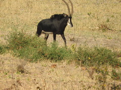 Hippotragus niger niger