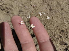 Nemacladus longiflorus