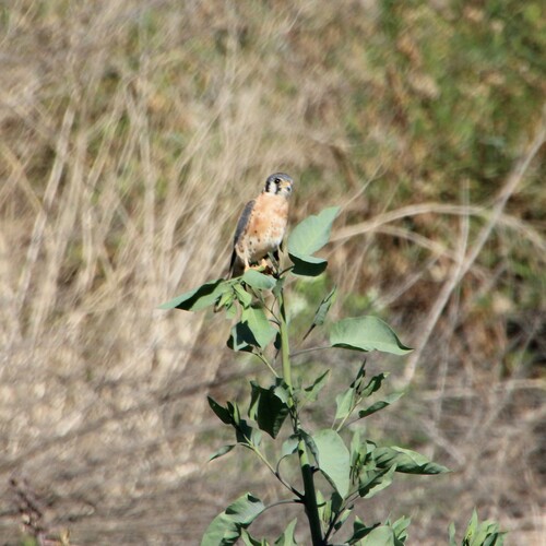 iNaturalist observation photo of American Kestrel