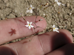 Nemacladus longiflorus